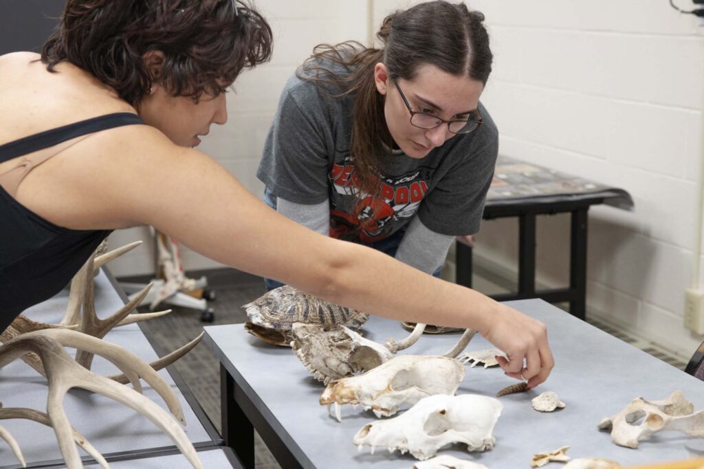 Students identify and examine animal bones and skulls during a comparative anatomy lab.