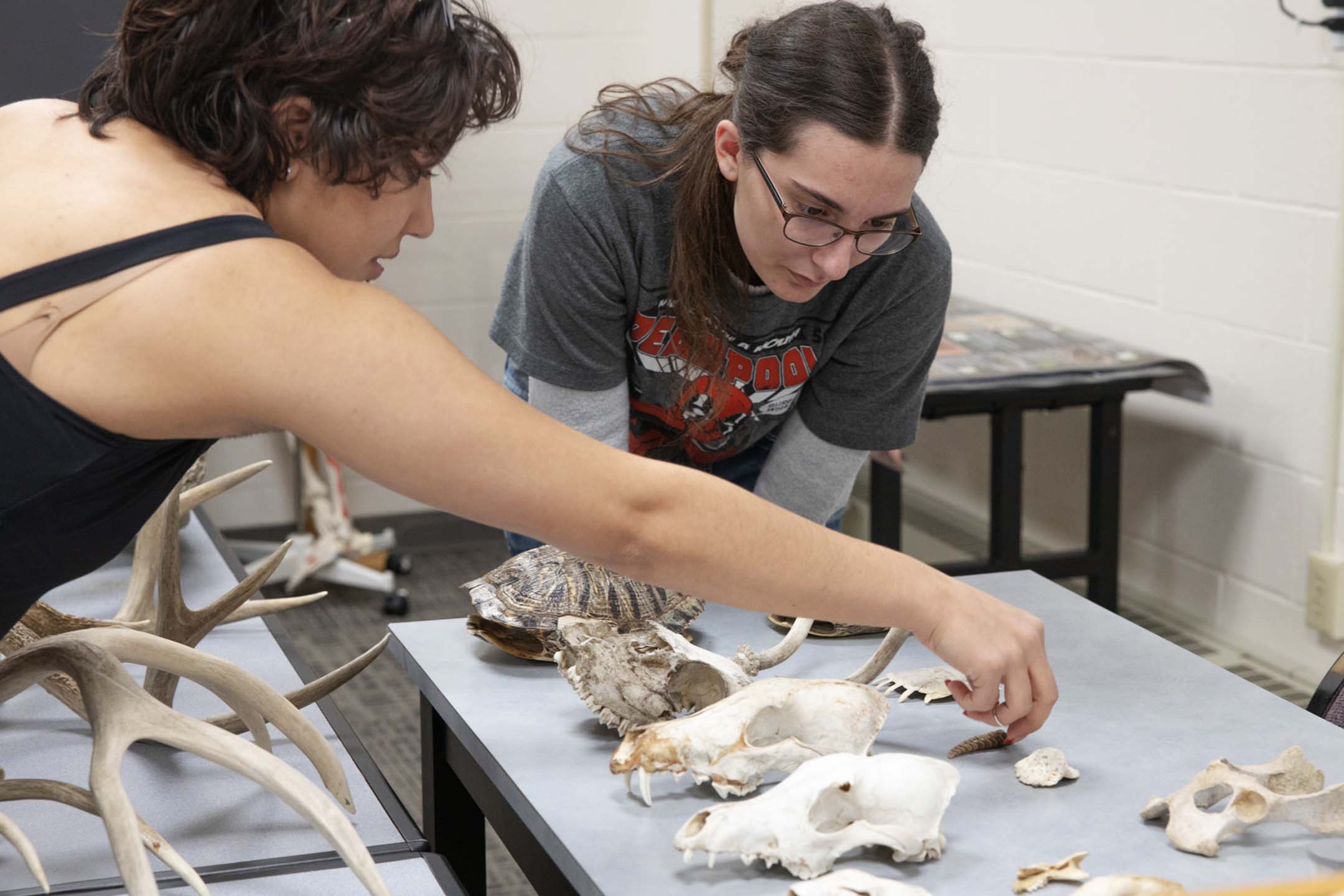 Students identify and examine animal bones and skulls during a comparative anatomy lab.