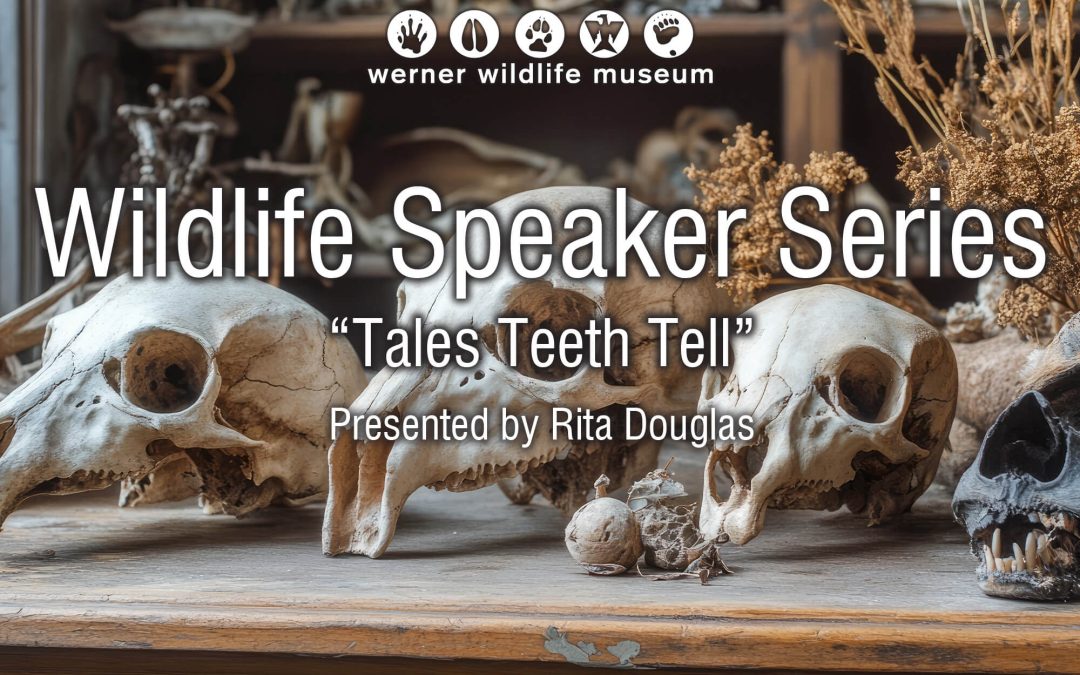 ‘Tales Teeth Tell’ next topic for Werner Wildlife Series