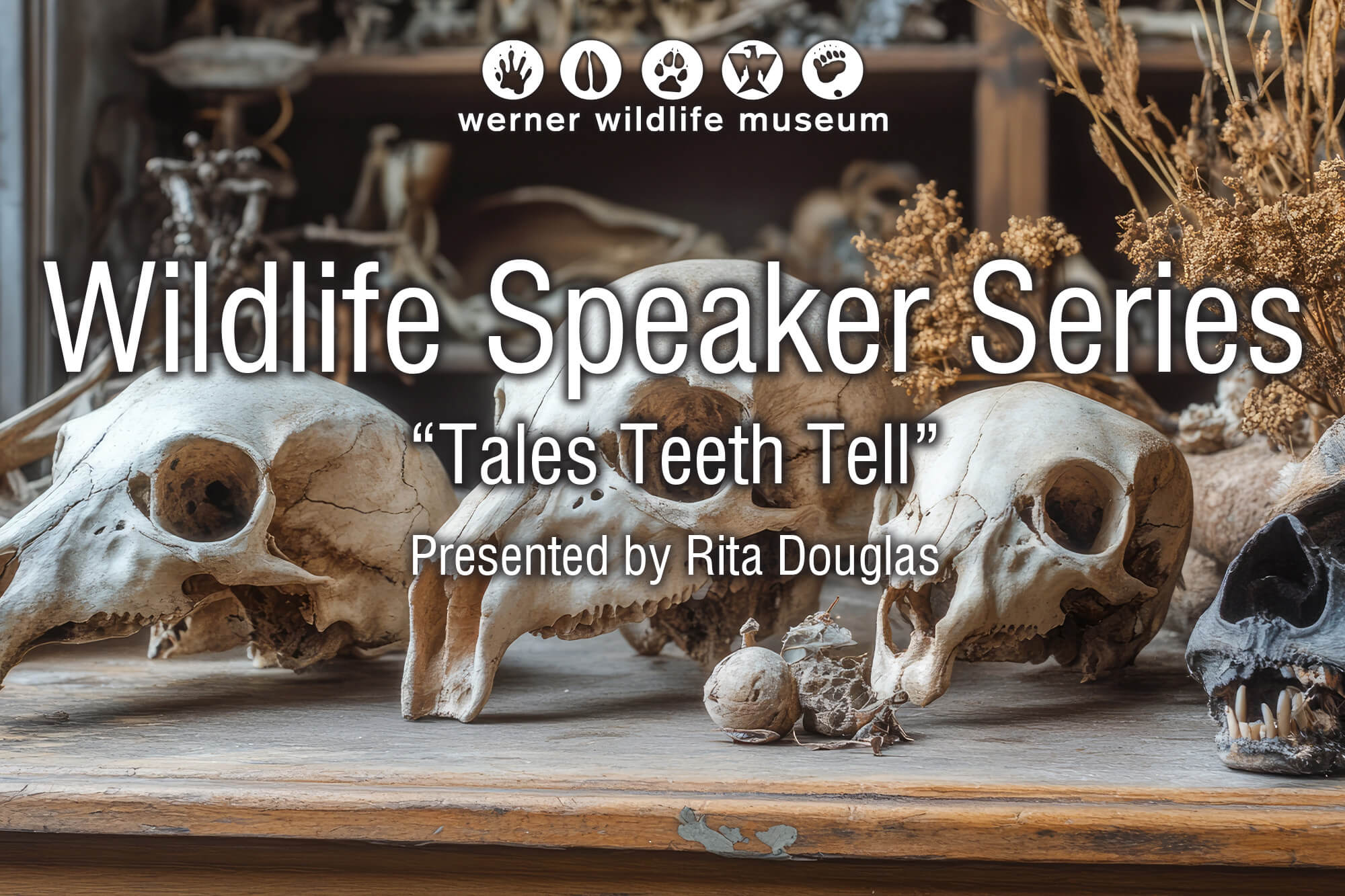 JulyWildlifeTalkImage Photo of animal skulls with the words Wildlife Speaker Series "Tales Teeth Tell."