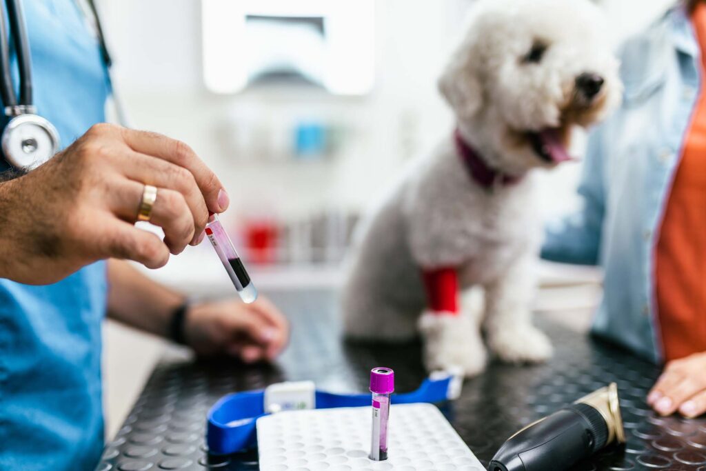 Veterinary professional prepares a blood sample while a dog receives care during a veterinary exam.