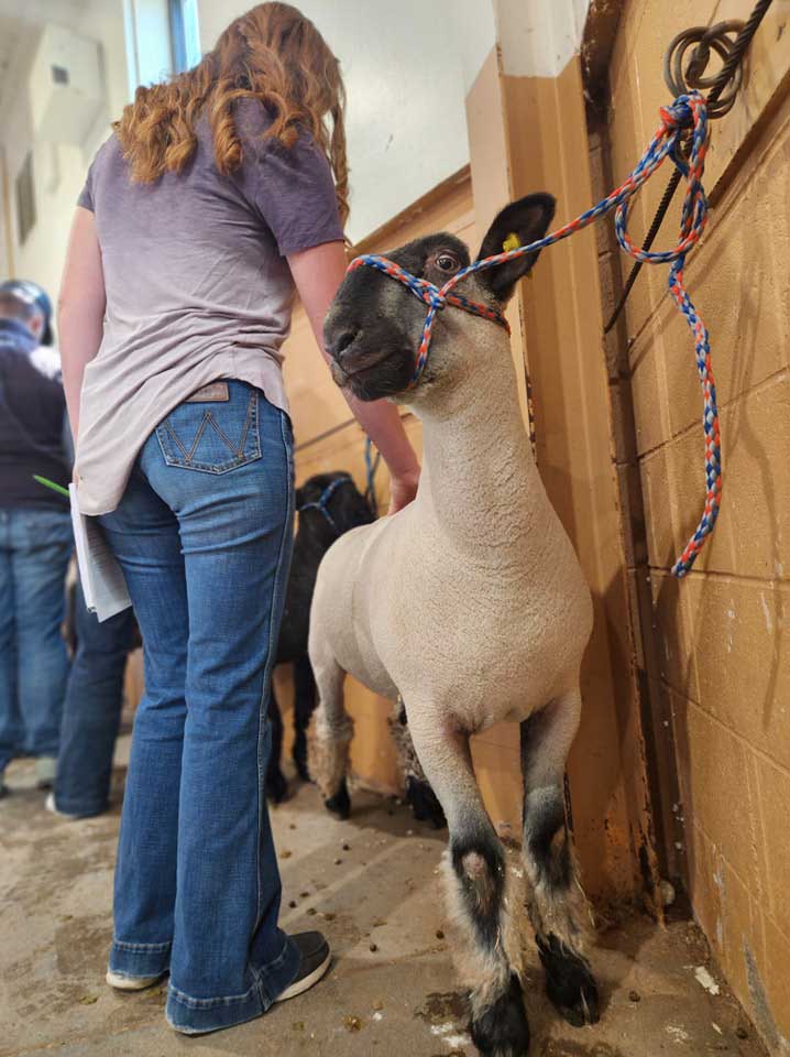 Sheep--FB-CC-Ag. Sheep–FB-CC-Ag.