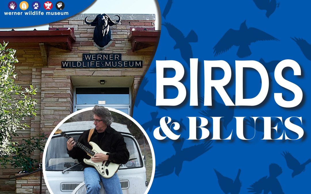 Enjoy ‘Birds and Blues’ at the Werner Wildlife Museum