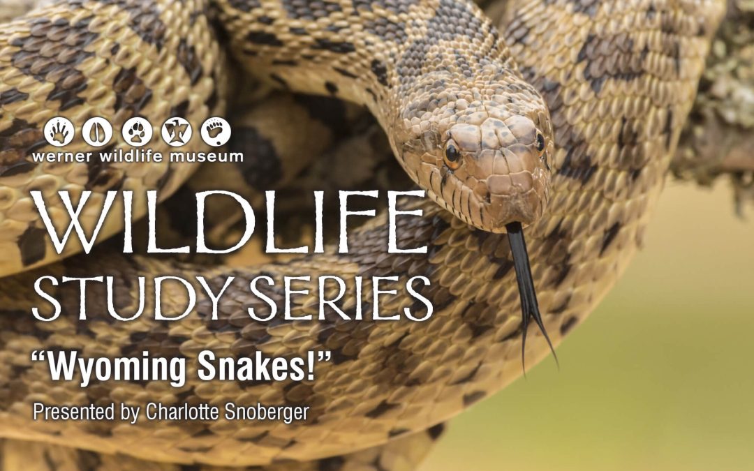 ‘Wyoming Snakes!’ September’s Werner Wildlife Series topic
