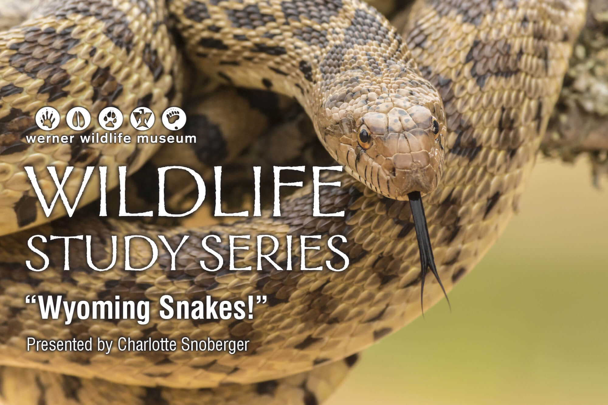 Photo of a coiled rattlesnake for the image for the September Warner Wildlife Series press release.