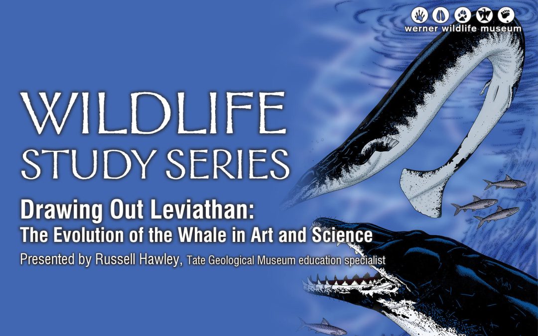 ‘Drawing Out Leviathan: The Evolution of the Whale in Art and Science’ Nov. Werner topic