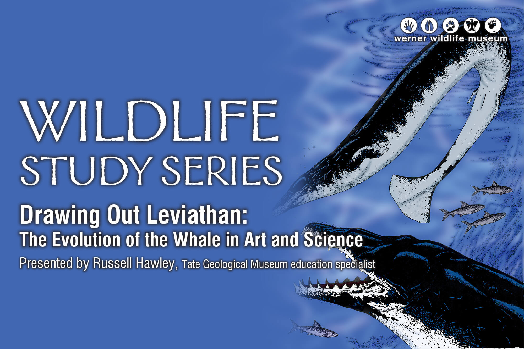 NovemberWildlifeTalkImage Image of prehistoric creatures swimming with the words "Wildlife Study Series."