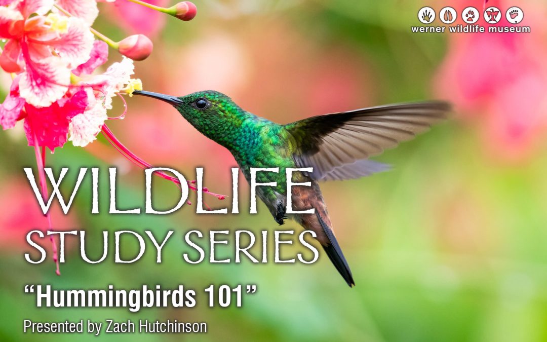 ‘Hummingbirds 101’ explores Wyoming hummingbirds at Casper College