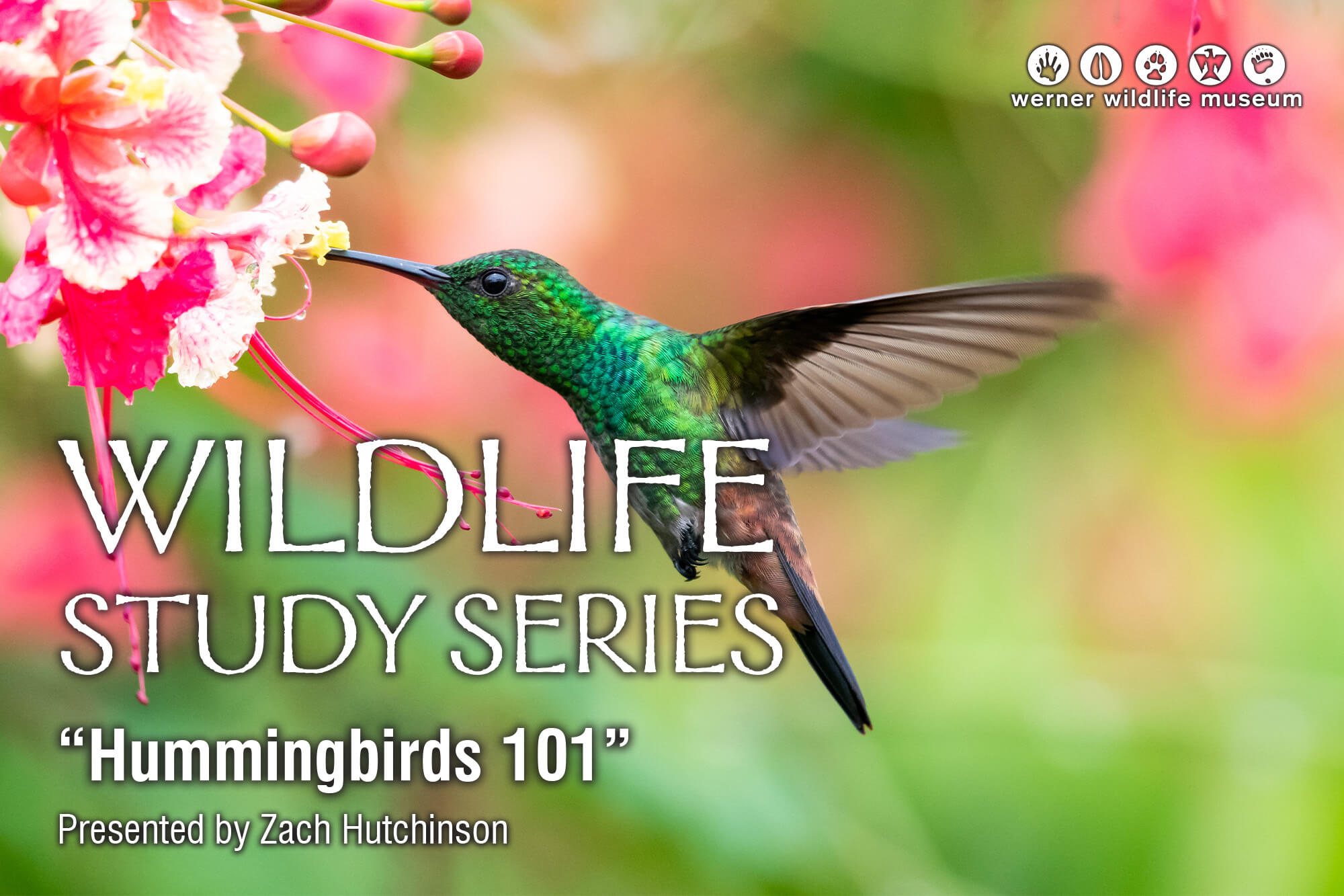OctoberWildlifeTalkImage Photo of a green hummingbird getting nectar from a flower with the words "Wildlife Study Series 'Hummingbirds 101' Presented by Zach Hutchinson" to accompany the press release.