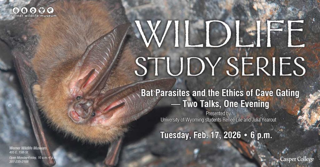 Close-up photo of a bat in a rocky cave with overlaid text: “Wildlife Study Series — Bat Parasites and the Ethics of Cave Gating: Two Talks, One Evening,” presented by University of Wyoming students Renee Lile and Julia Yearout; Tuesday, Feb. 17, 2026 at 6 p.m.; Werner Wildlife Museum, Casper College.