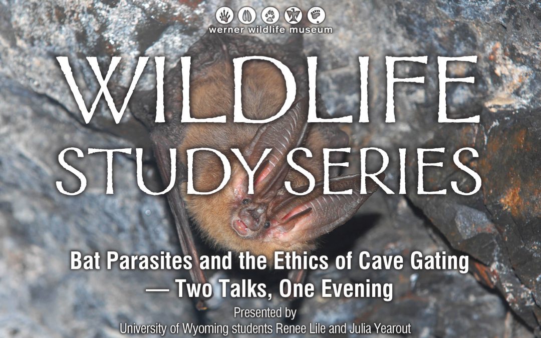 Two important talks on bats highlight February Wildlife Study Series