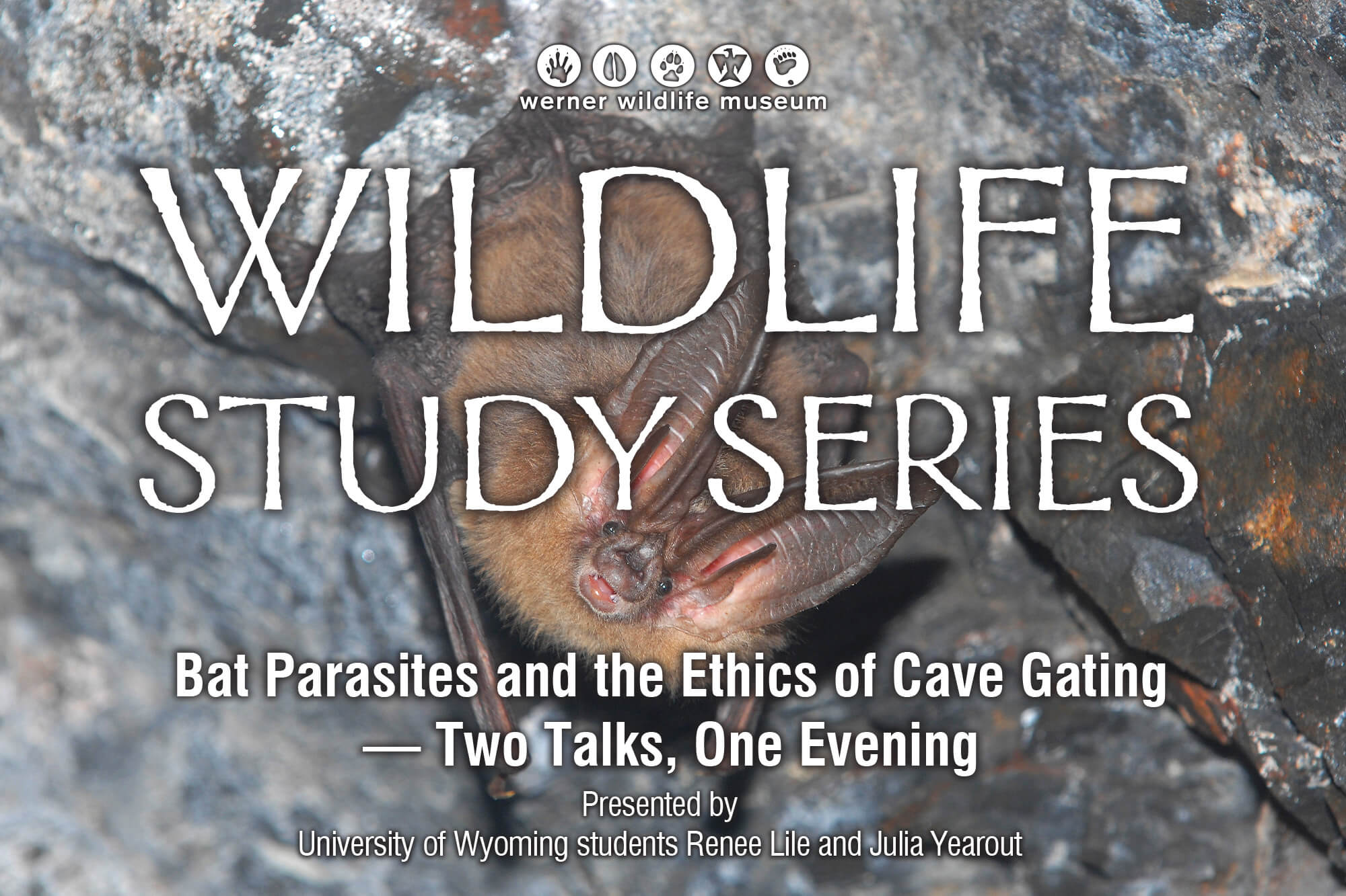 Close-up of a bat roosting on a rock wall for the Werner Wildlife Study Series titled "Bat Parasites and the Ethics of Cave Gating," featuring University of Wyoming researchers.