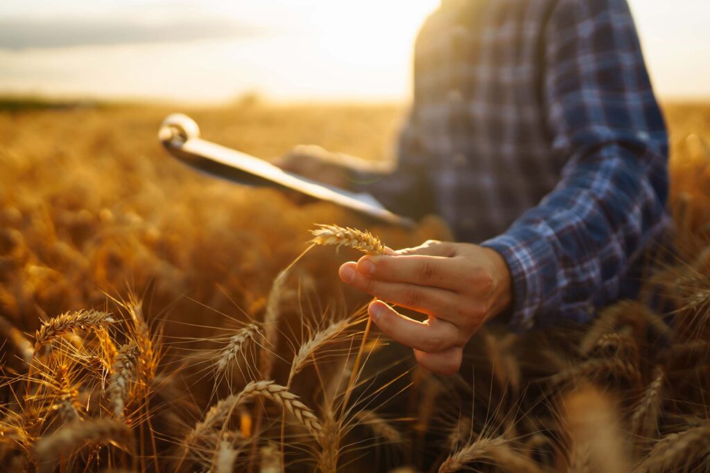 Person standing in a wheat field using a tablet at sunset using their Agricultural Communications degree.