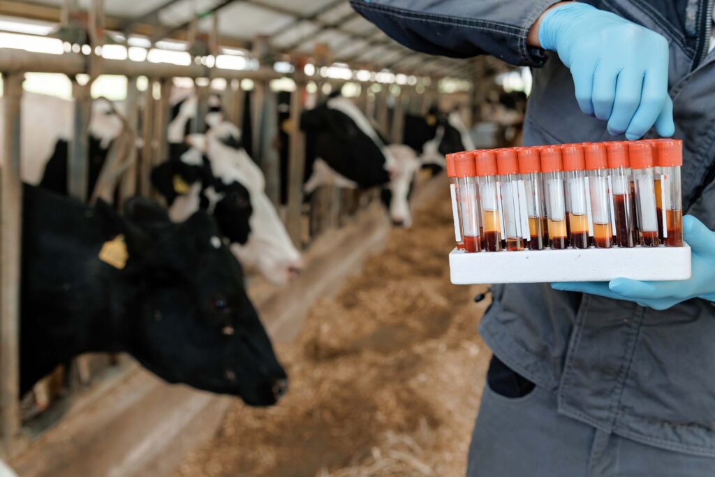 Gloved person holding test tubes in a barn aisle with cows in the background learning animal science.