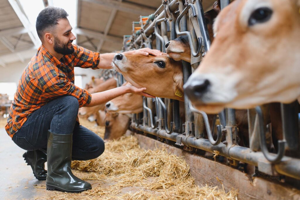 Person tending cattle in a barn or feeding area. Range management
