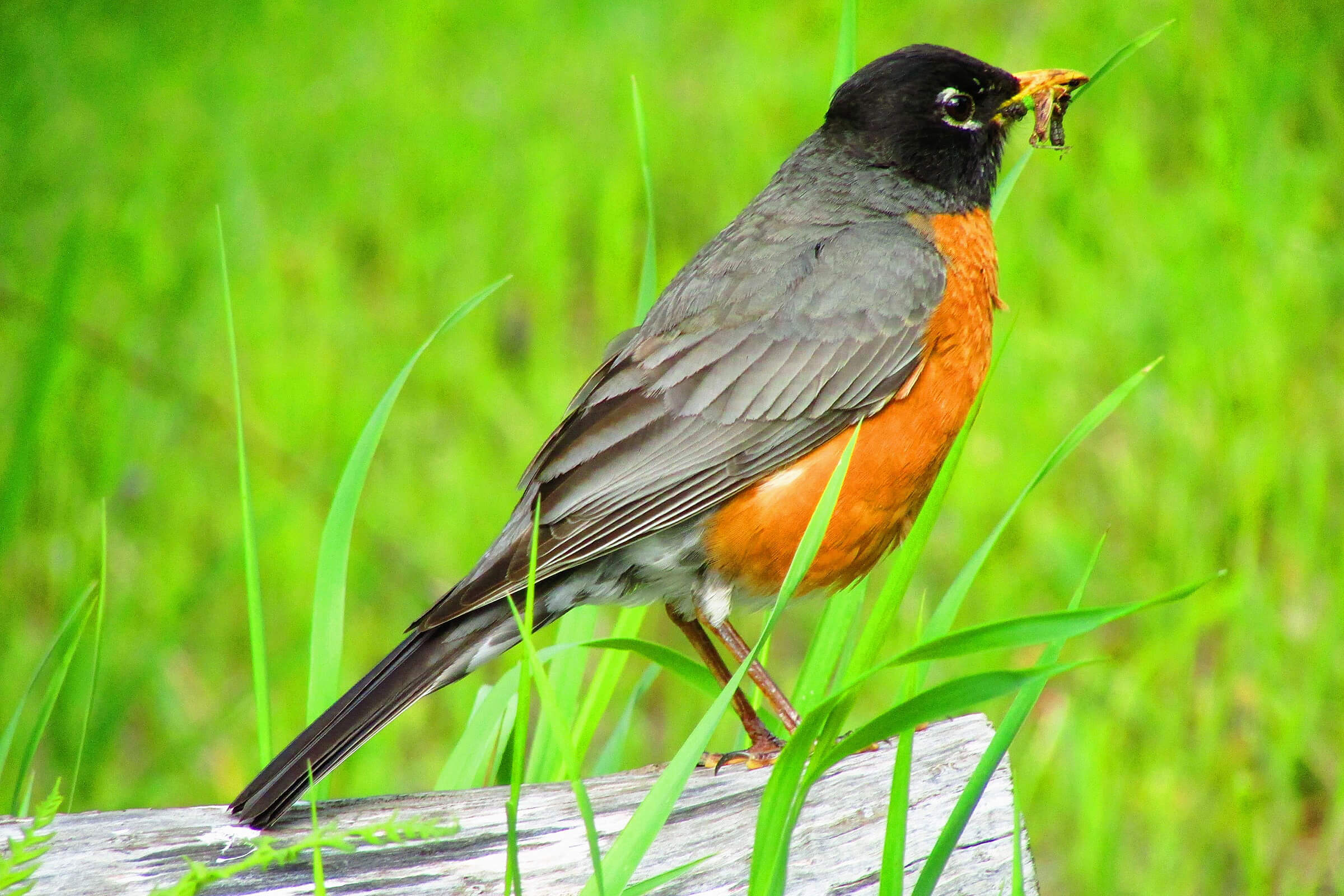 Profile view of an American Robin with an orange breast and gray wings holding a worm in its beak while perched on wood.
