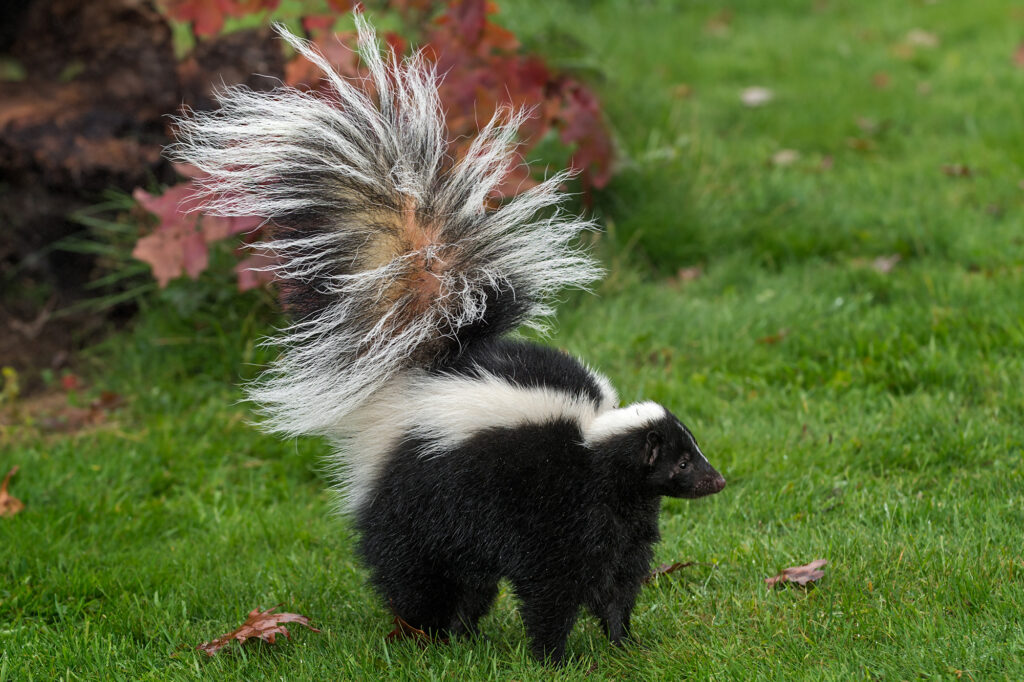 A black and white skunk with a fluffy tail standing on green grass.