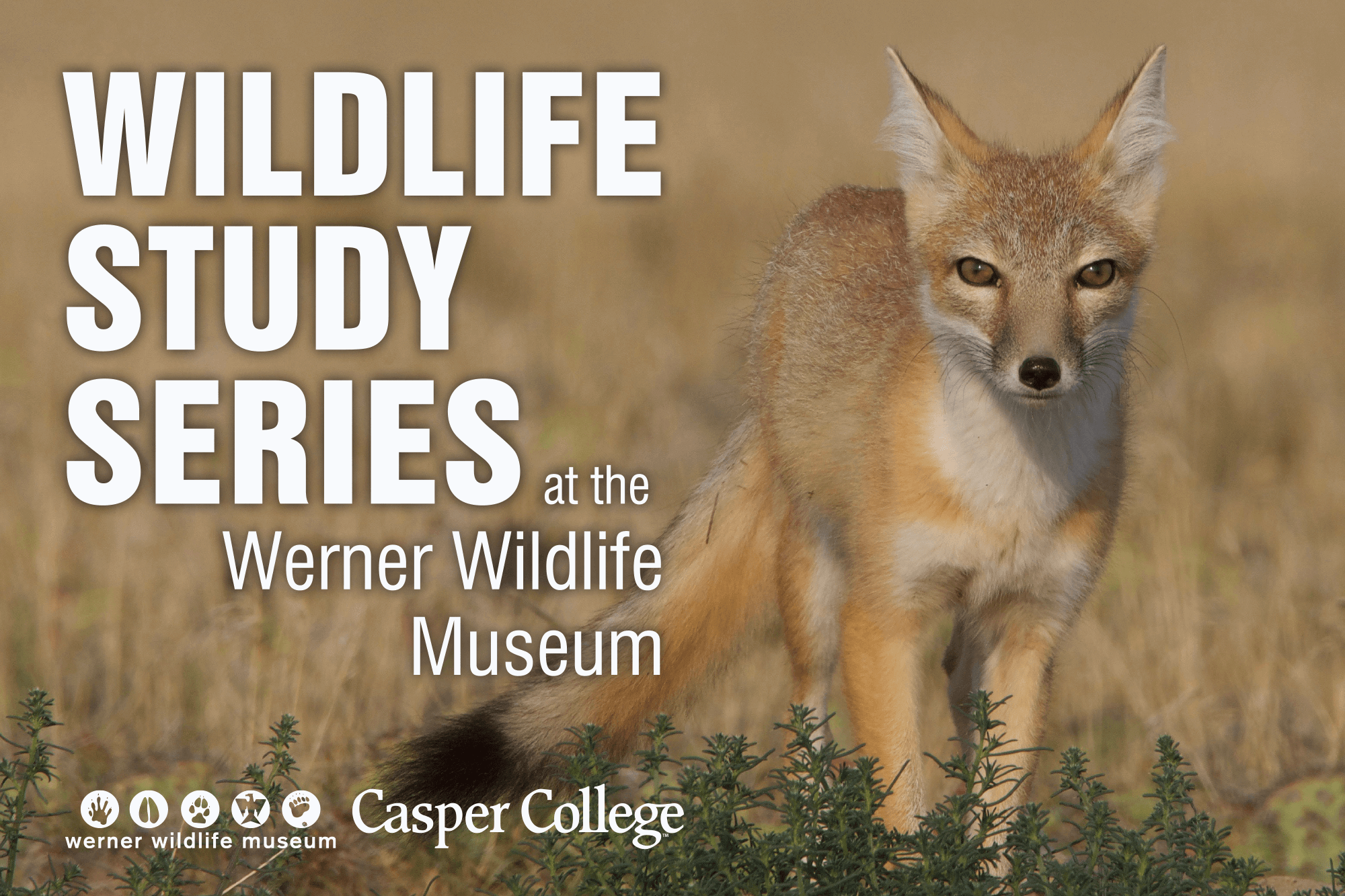 Photo of fox with the words "Wildlife Study Series"