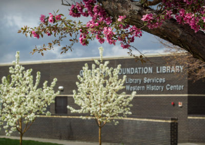 Crab apple trees bloom outside of the library building.