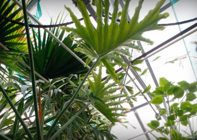 A low-angle shot of tropical plant leaves