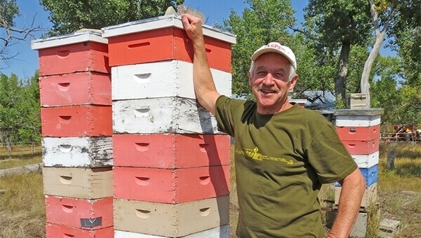 will robinson beehives